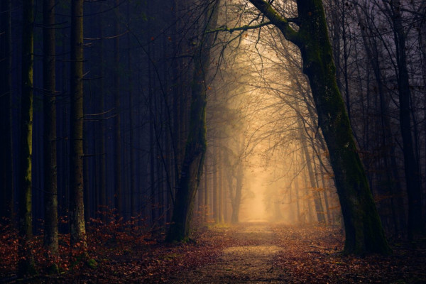 Mørk skog med lysning gjennom. Foto.