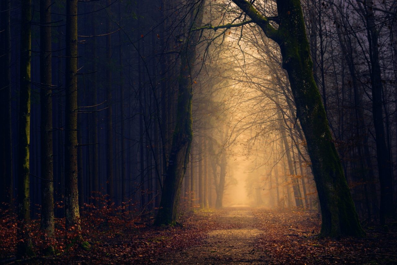 Mørk skog med lysning gjennom. Foto.